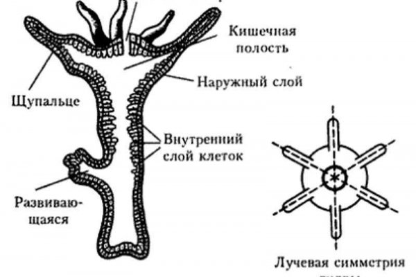 Почему не работает кракен сегодня