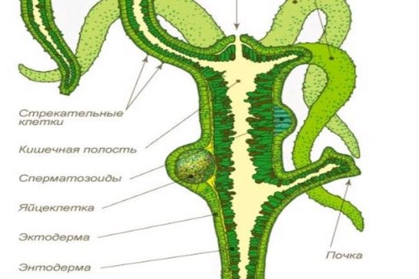 Кракен 2krnk