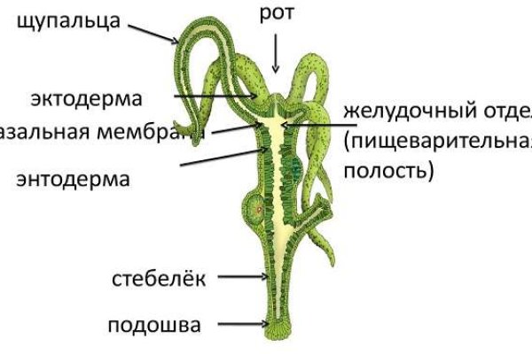 Kra36cc