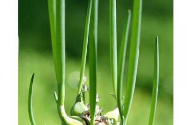 Купить наркотики онлайн