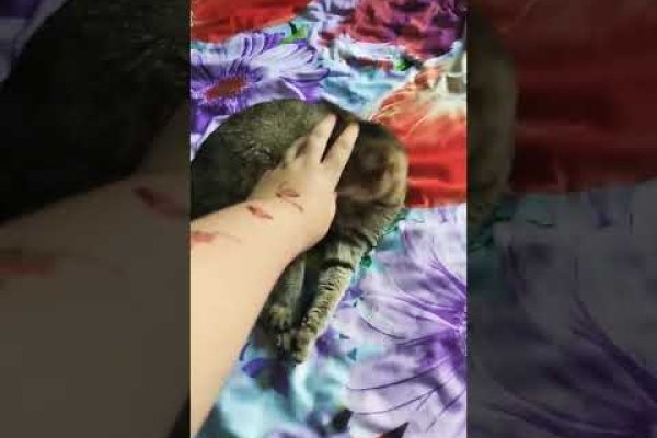 Ссылка кракен не работает