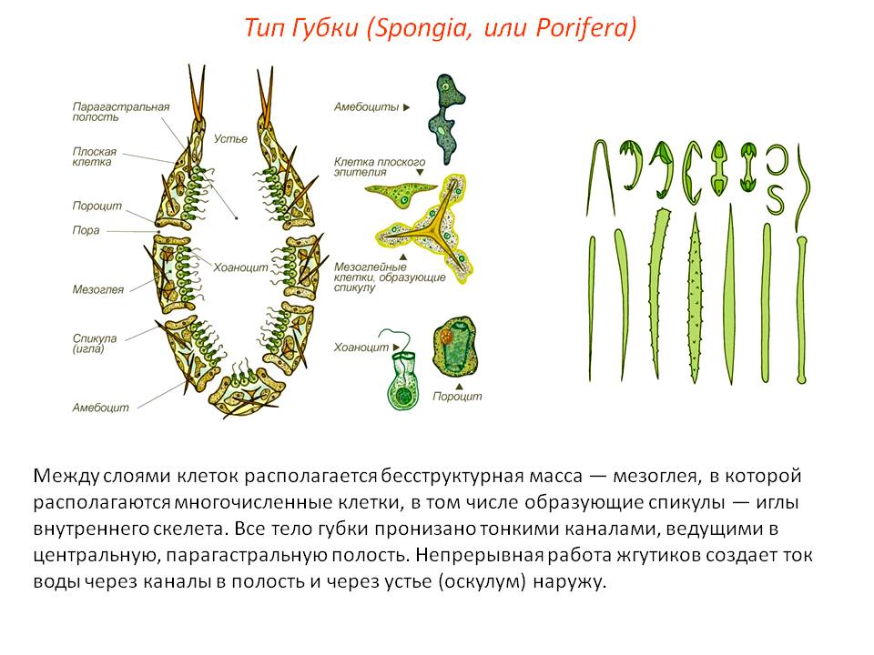 Кракен без тор